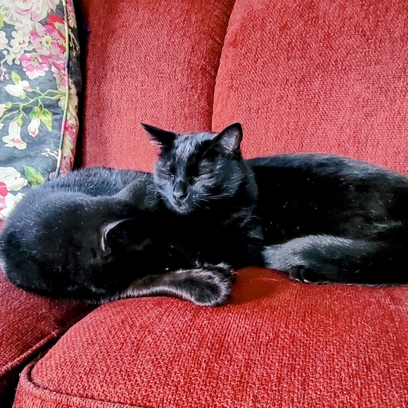 Meet your Posher, Emily - Picture 4 of 14